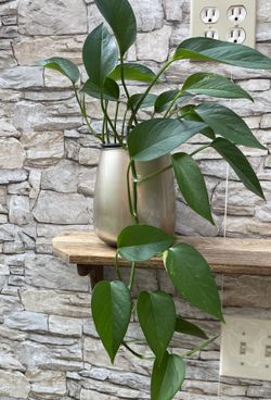 Well Established Healthy Golden Pothos House Plant In  Beautiful Pot 6.5"H.