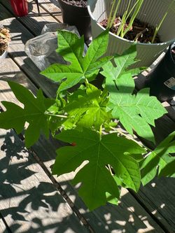 Papaya plants