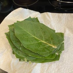 FREE Giant Milkweed LEAVES To Feed Monarch Caterpillars FCFS - No Holds