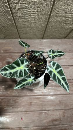 Alocasia Bambino