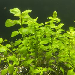 Green Ludwigia Aquarium / fish / fish Tank Live Plant