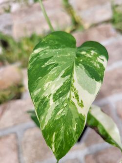 Live Variegated Epipremnum Pinnatum Albo rooted in a Fabric pot.