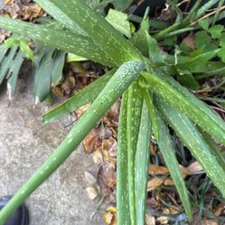 Aloe Plants 