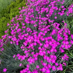 Plants And Trees For Sale 