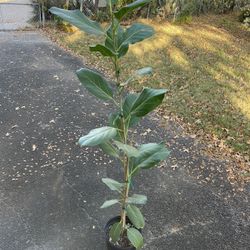 Ficus Elastica Audrey  $35.00