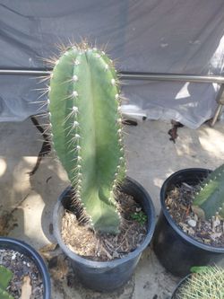 Apple Peruvian Spiralis Cactus