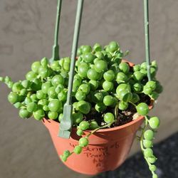 4" String Of Pearls (A)