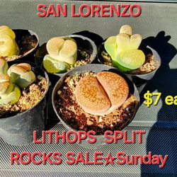 LITHOPS AND SUCCULENTS SALE THIS WEEK AND SUNDAY IN SAN LORENZO