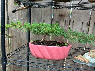 Bonsai Japanese garden juniper $50 each Bonsai Japanese garden juniper $50 each
