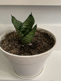 Starter Snake House Plant