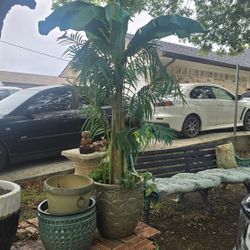 Fake Tree And If You Want A Big Green Mexican Planter $30 The Tree And  $ 69 The Ceramic Pot. 