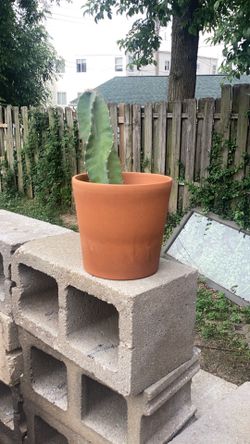 Cacti