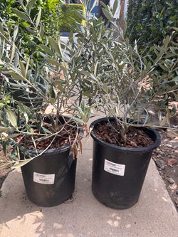 5g Dwarf Olive Trees - Little Ollie am-  Potted Plants