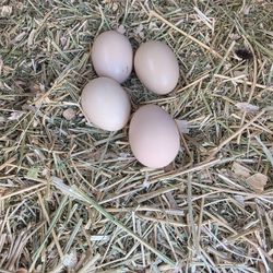 Chicken Eggs 