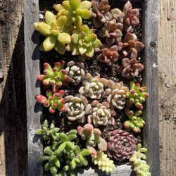 Succulents In Wood Box 