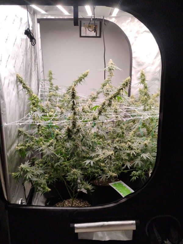 Growing Equipment With Tent Included 