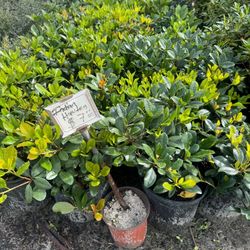 Indian Hawton  3 Gall 