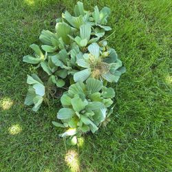 FREE POND PLANTS