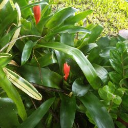 BLOOMING BROUMILIAS $5. EACH 