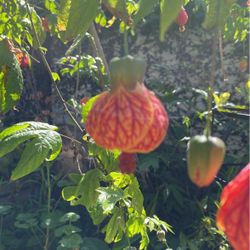 Chinese Lantern
