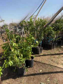 Cítricos / Citrus’s trees