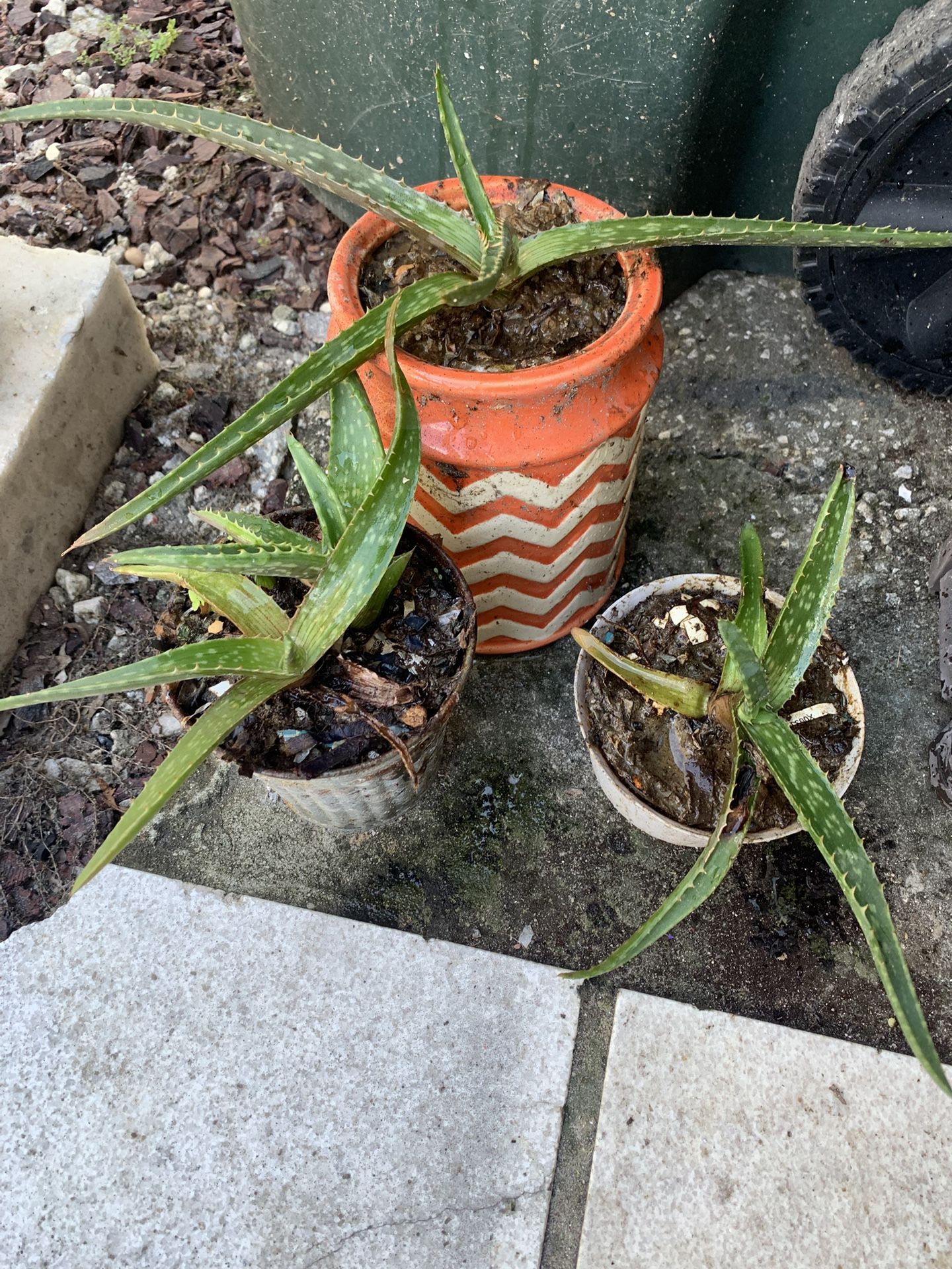 Aloe Plants (FREE)