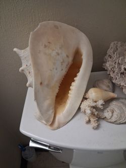 Very large conch shell.10 inches by5 inches