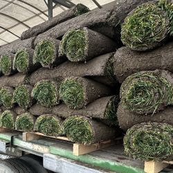 Tall Fescue Sod