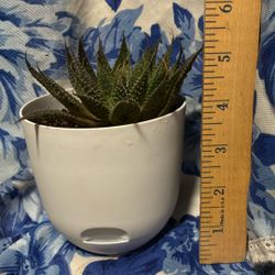 A Lace Aloe, or Aristaloe aristata Succulent 