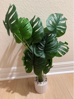 Plant