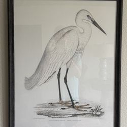 Print Of An Egret