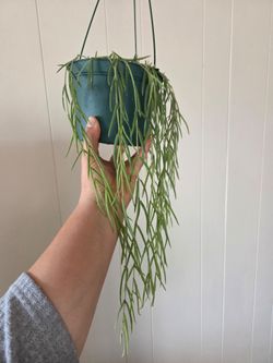 $115 HOYA LINEARIS 🌿
