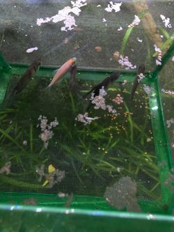 Aquarium decor