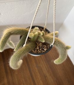 Monkey Tail Cactus