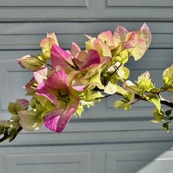 bugambilia pink/white (bendable whip) n a 2gal. container 