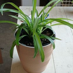 Houseplant In 7" Tan Decorative Pot 