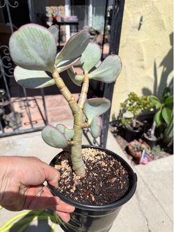 Silver dollar jade plant