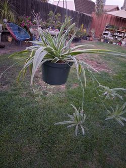 Small Variegated Spider Plant $10