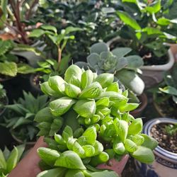 Haworthia Succulent Plant 