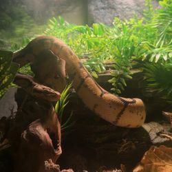 Bumblebee ball python