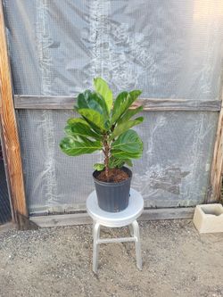 Fiddle Leaf Plant 10" Nursery Pot