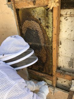 Honeybee Swarm Removal