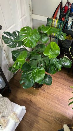 Large Monstera plant
