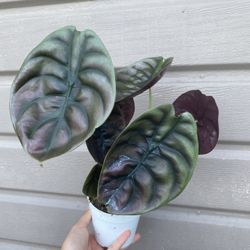 4” alocasia cuprea