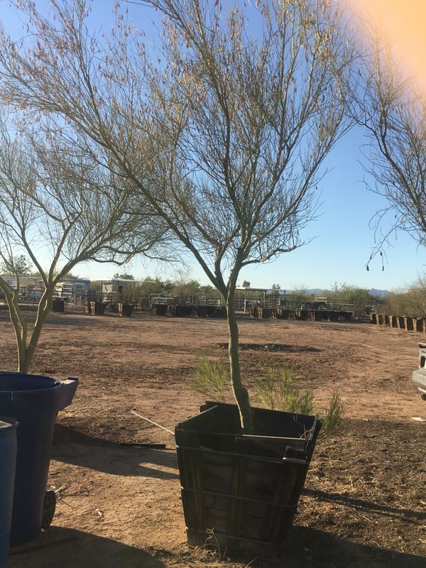 Mesquite / palo verde trees all sizes 20 must go! for Sale in Phoenix