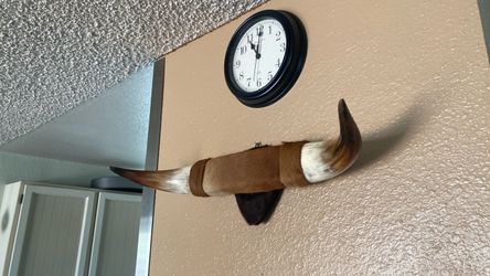 Steer horn wall decor 23” long ready to hang