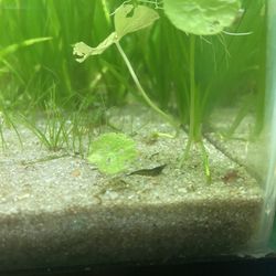 Toy Green Shrimp Decorations