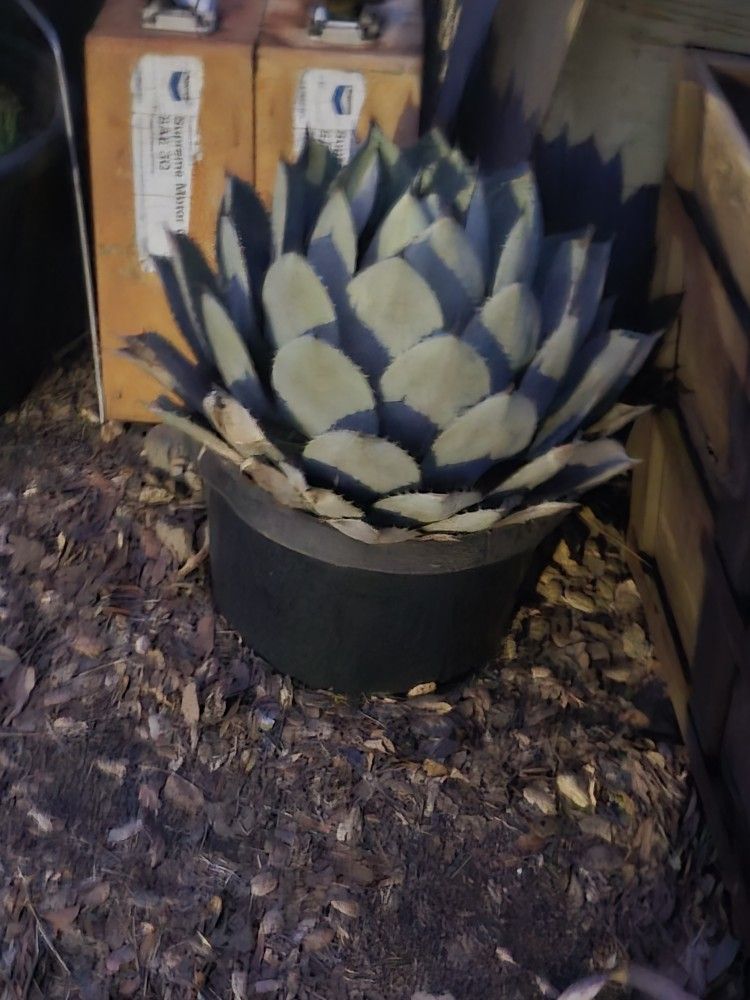 Succulents And Cactus