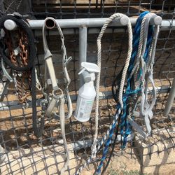 Horse Halters 