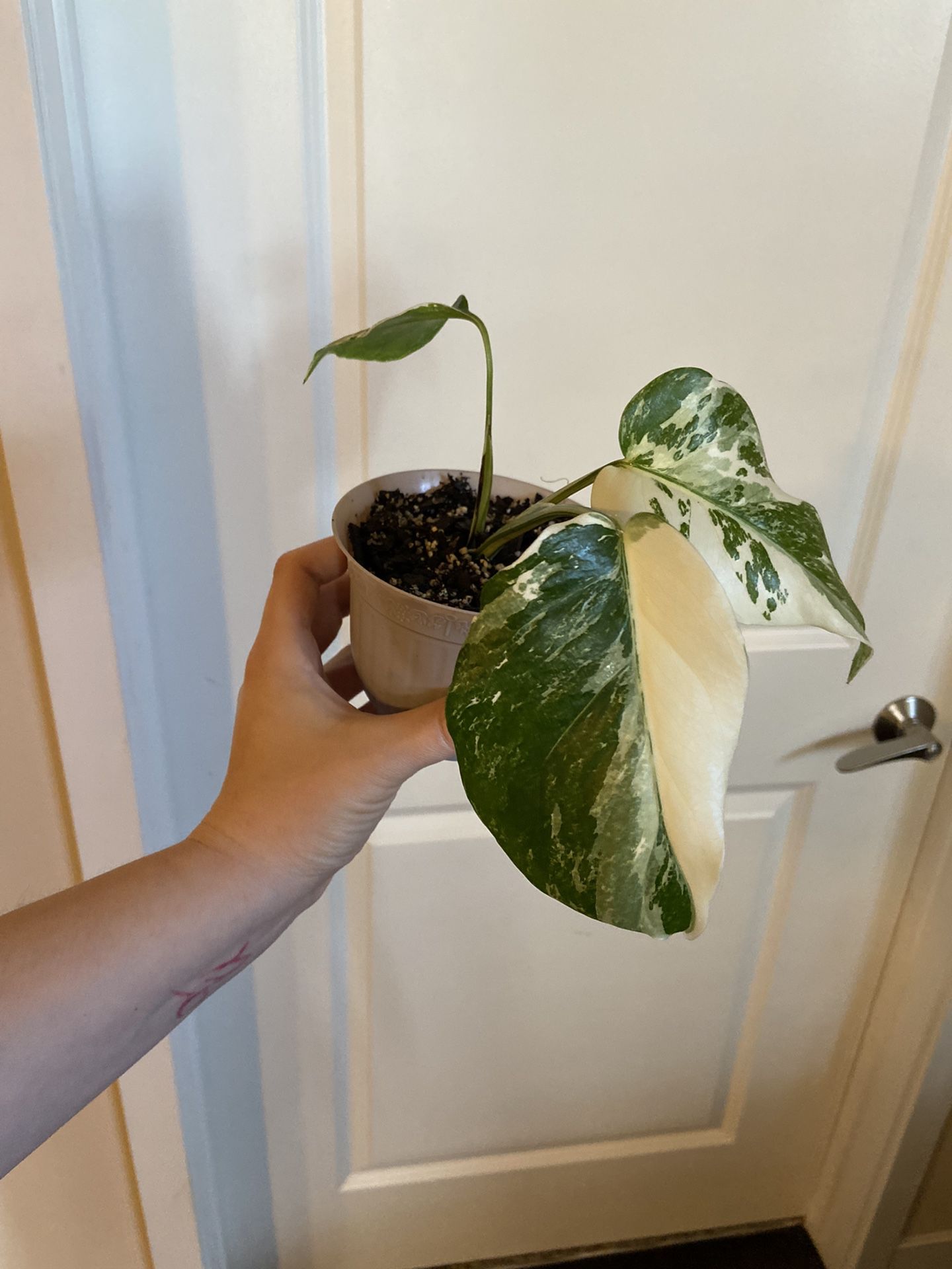 Perfectly Variegated Monstera Albo Plant